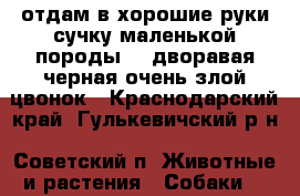 отдам в хорошие руки сучку маленькой породы    дворавая черная очень злой цвонок - Краснодарский край, Гулькевичский р-н, Советский п. Животные и растения » Собаки   